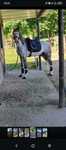 Cavalo 10 anos inteiro