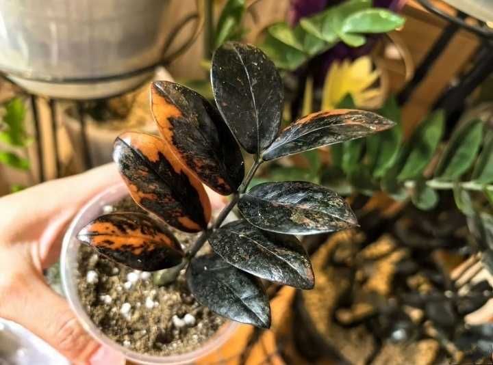 Заміокулькас Блек пінк оранж.