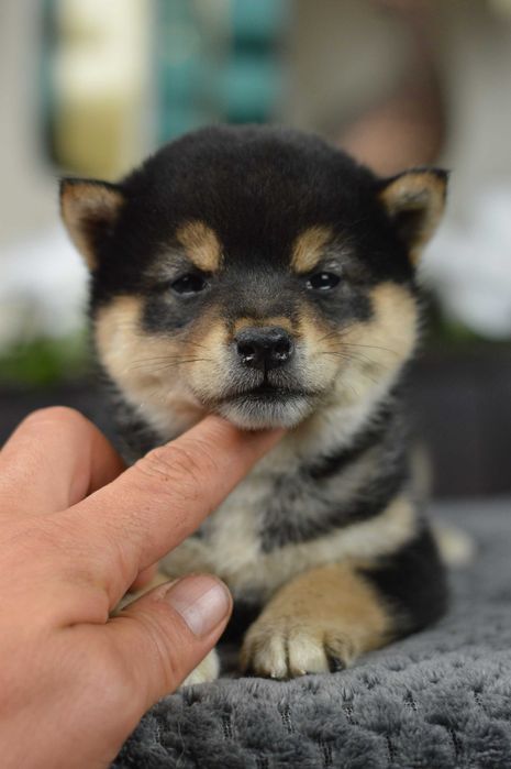 Shiba, shiba inu ZKwP/FCI