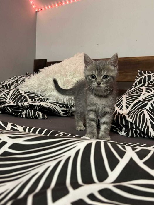 Kot brytyjski krótkowłosy