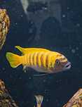 Metriaclima gold kawanga