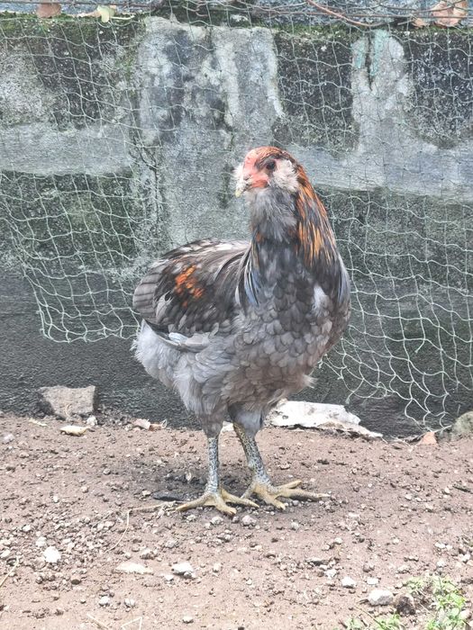 Frango araucana e galo olive egger