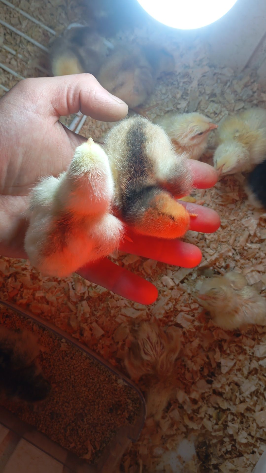 Ovos ferteis de patos e galinhas algumas raças