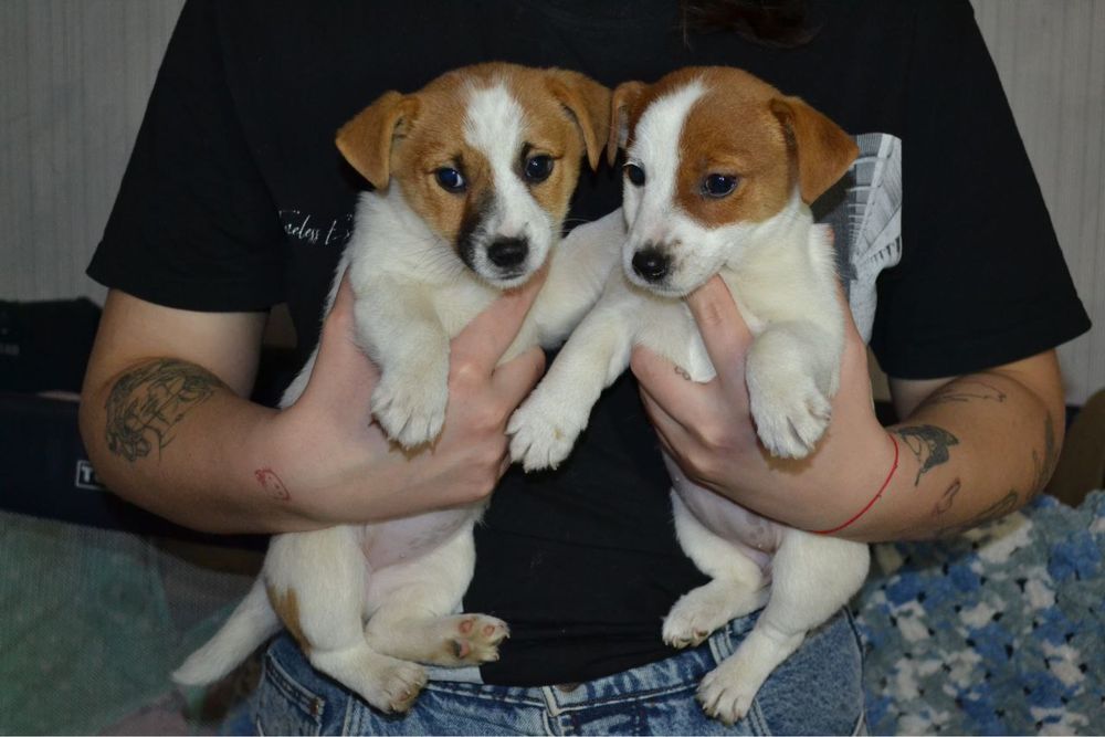 Цуценята Джек Рассел . КСУ