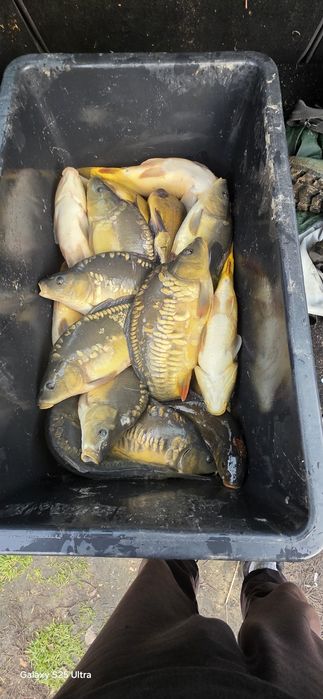 Karp selekt na łowiska lampas no kill