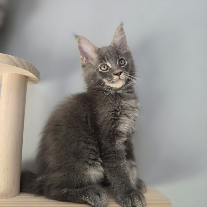 Maine Coon kotka kocurki