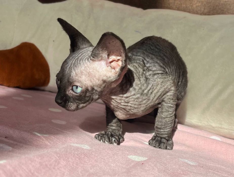 Ніжний хлопчик сфінкс