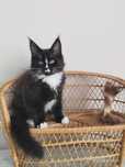 Kocięta Maine Coon FPL, Rosa Missanti*Pl