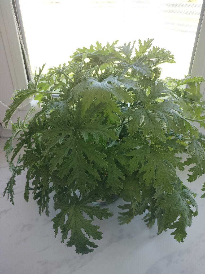 Geranium, anginka, cytrynka