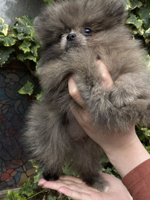 Малюки шпіца мерль