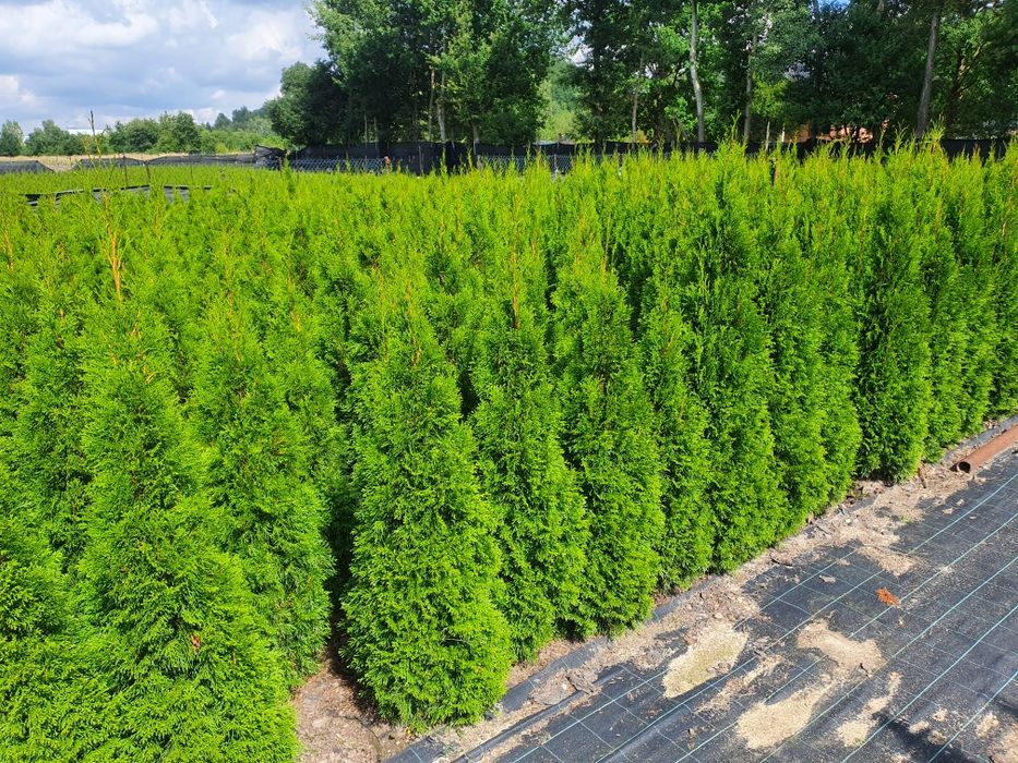 Promocja Ekologiczna Thuja Smaragd tuja szmaragd 150-200 cm
