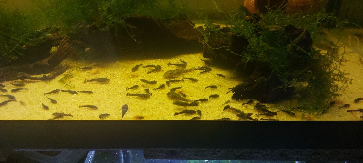 Ancistrus SP// Kribensis // Valisneria