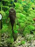 Glonojad zbrojnik Ancistrus long fin długopłetwy