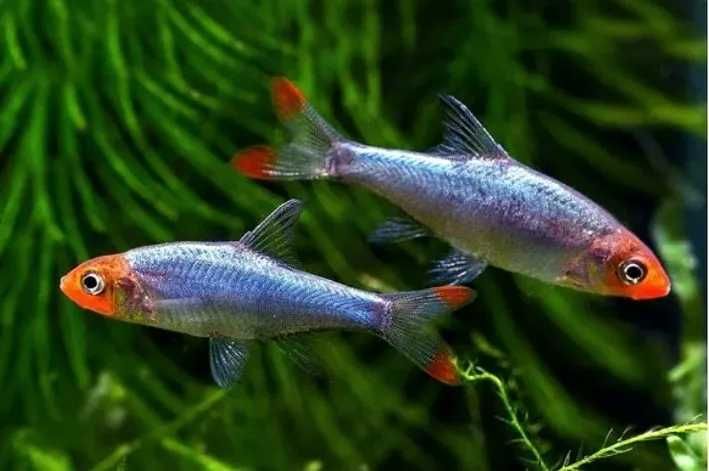 Ukleja naga - Sawbwa resplendens - Razbora - Rasbora - dowóz, wysyłka