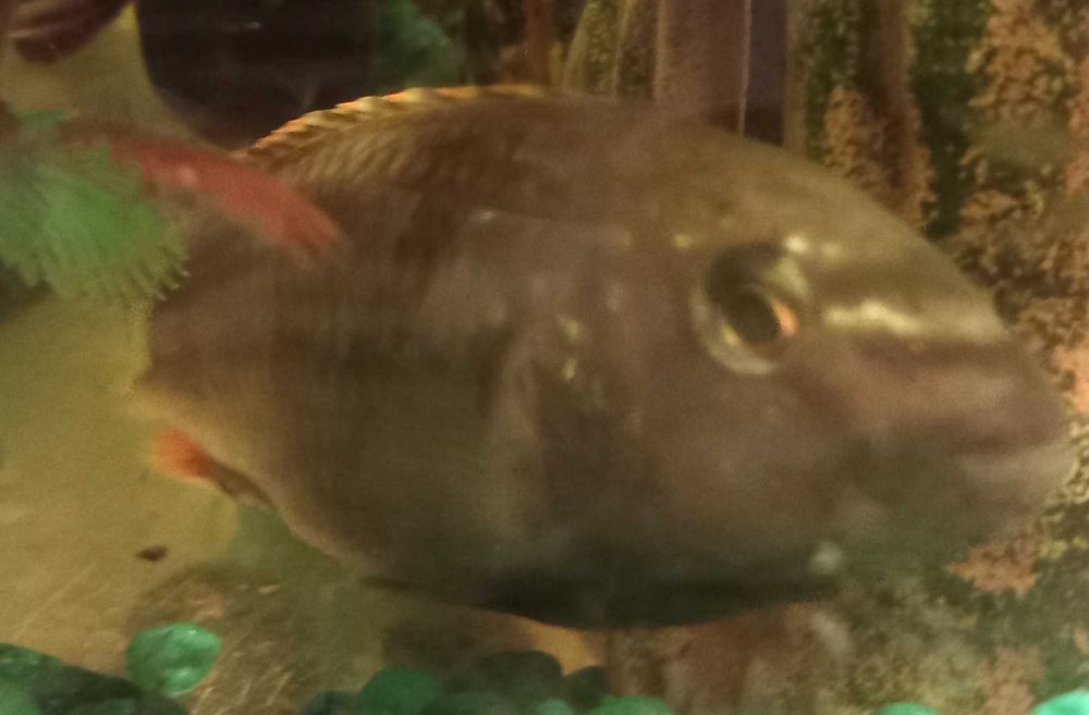 Oddam najbrzydszą rybkę na świecie