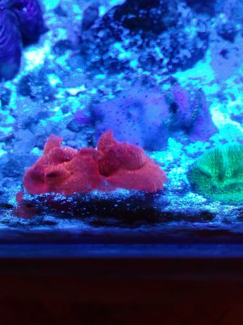 Grzybki Discosoma Red ( koral , koralowiec , morskie , szczepka )
