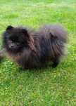 *Pomeranian XXS tyci Piesek 10 miesięcy Unikat*