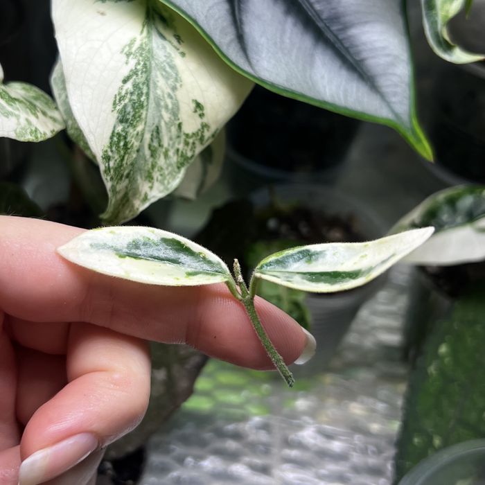 hoya lyi prism хойя