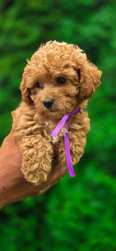Suczka Maltipoo badania szkolenie wyorawka rodowod