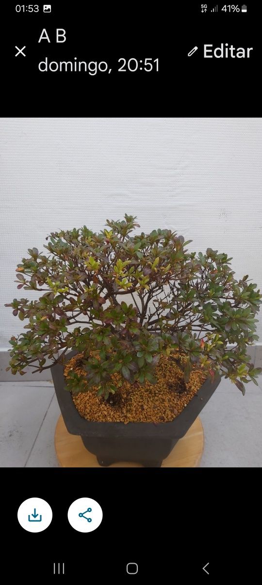 Bonsai Azalea com 12 anos
