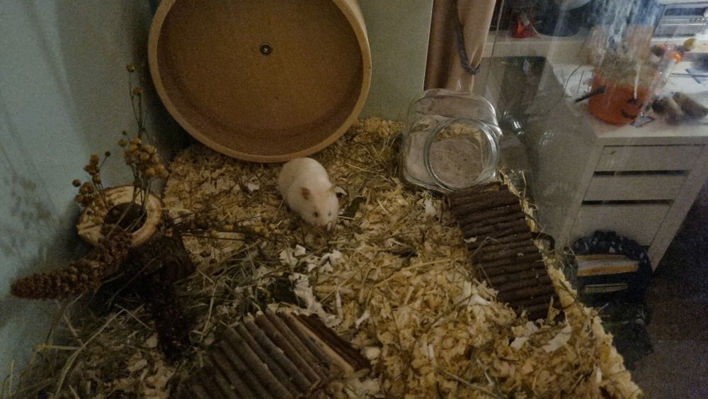 Zestaw dla chomika syryjskiego