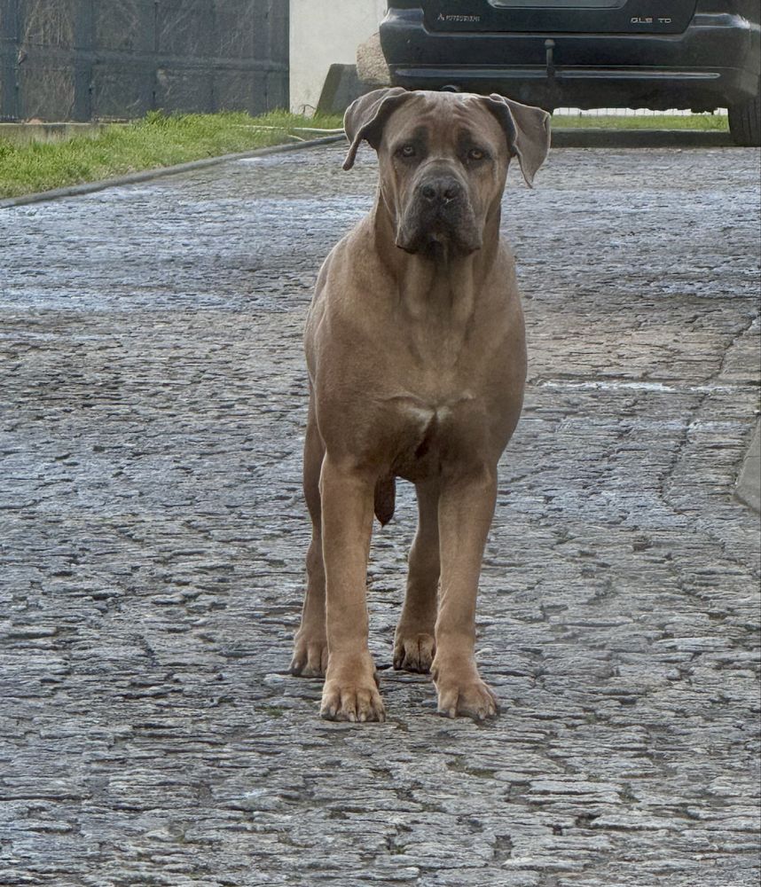Cane Corso Italiano