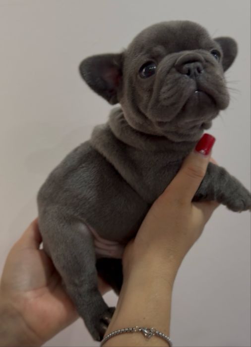Menino Buldog Frances
