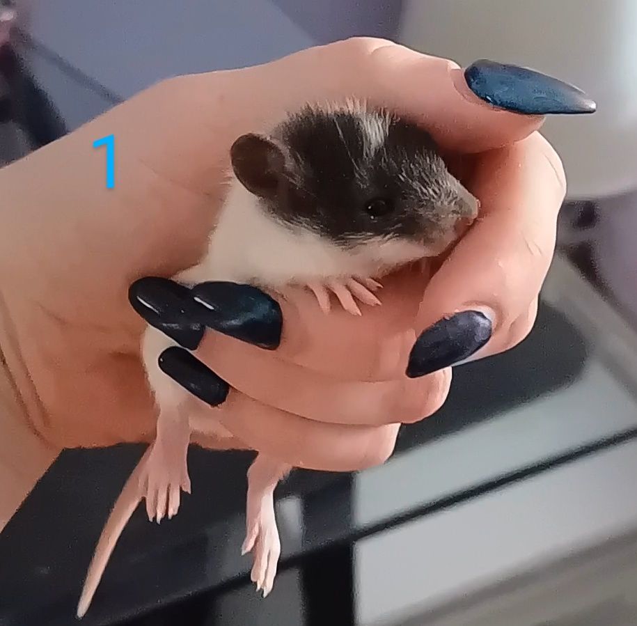 Szczury szczurki młode małe hodowla dumbo samce samice
