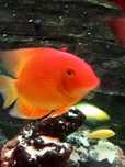Pielęgnice severum dwie pary duże ładne