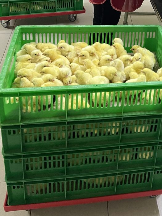 Підрощені та добові курчата бройлера
