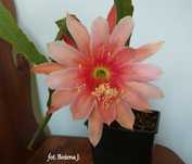 Epiphyllum, Ozdoba stołu, okna, prezentu, imienin