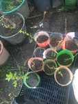 Planta fruto de goji vermelha