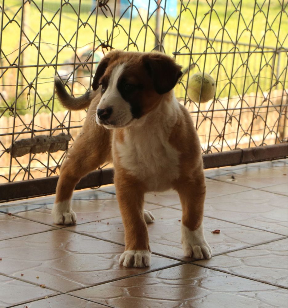 Gumiś 3 miesięczny szczeniak do adopcji