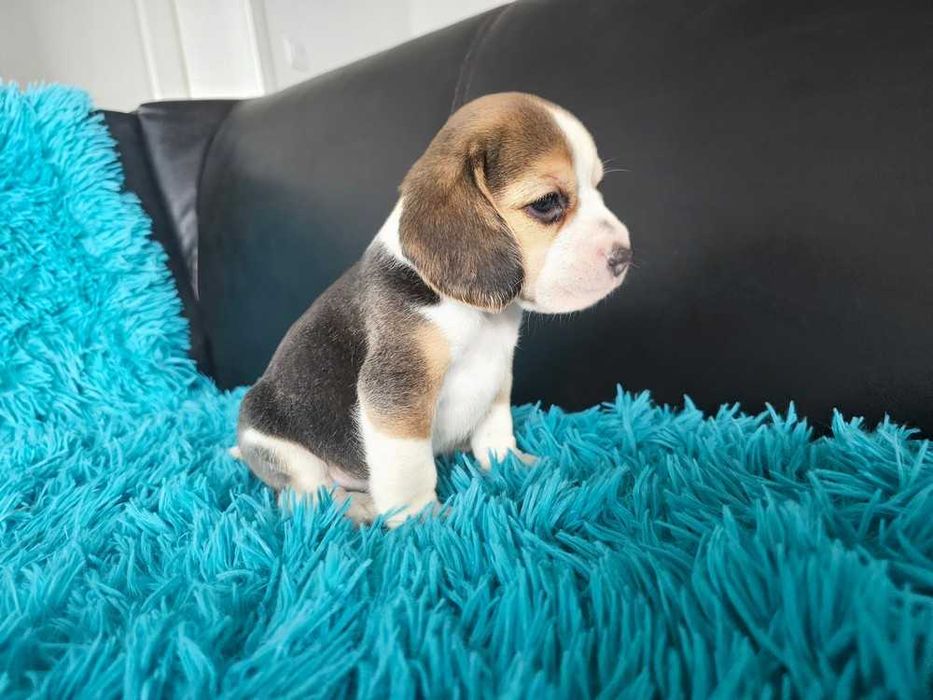 BEAGLE-szczeniak, po rodzicach z cudownym charakterem, ZKwP