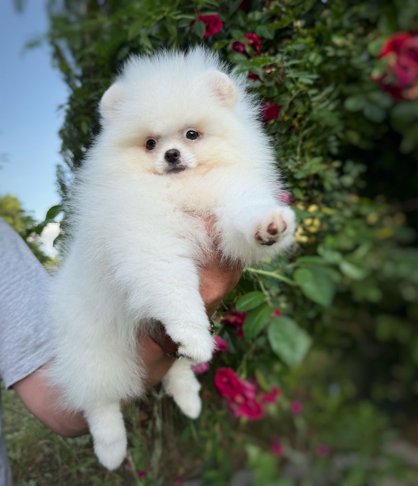 Biała suczka Szpic miniaturowy do odbioru+Paszport Pomeranian Zkwp FCI