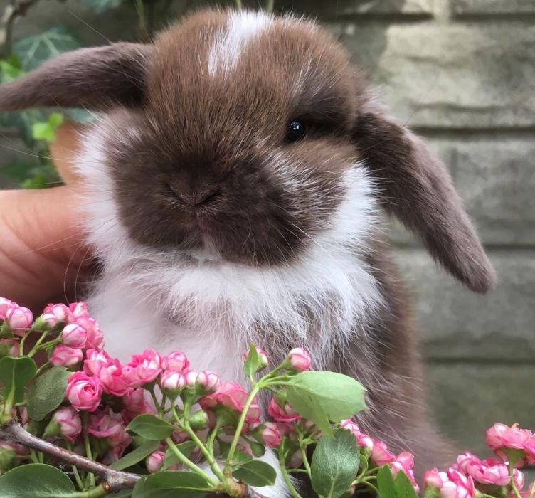 Mini lop do odbioru od ręki dowóz do większych miast Mini lopy