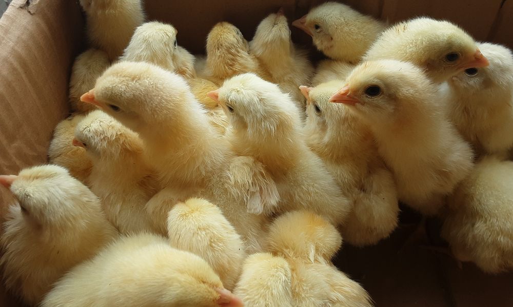 Циплята добові бройлер