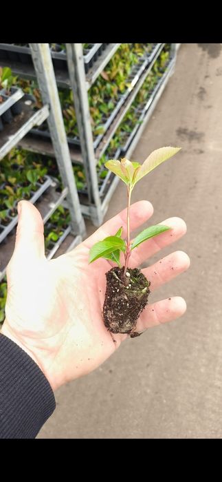 Głogownik Redrobin Photinia multiplat 104 szt