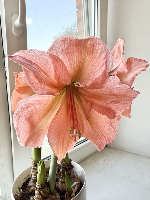 Амариліс/гіпеаструм Rilona