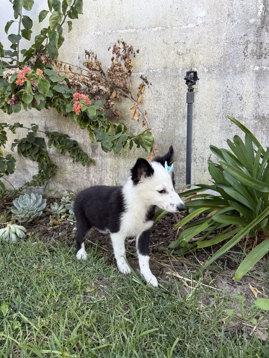 Border Collie Linda !