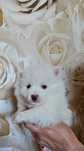 Pomeranian boo samiec