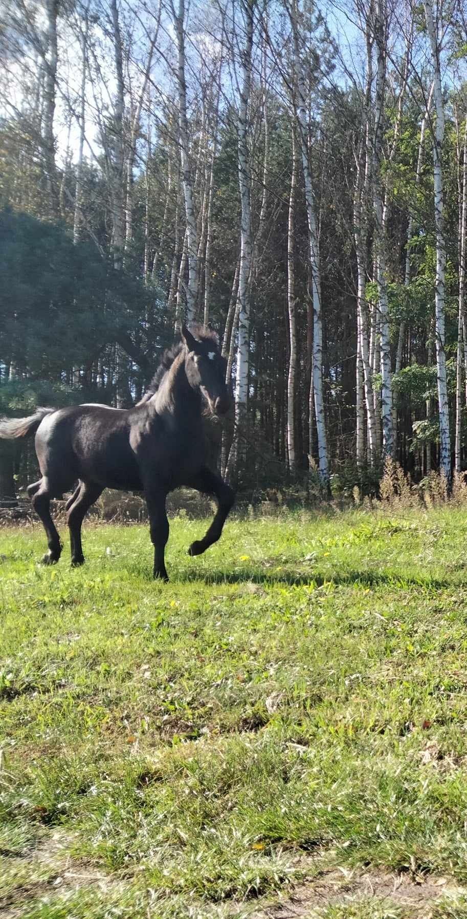 Sprzedam ogiera śl KG