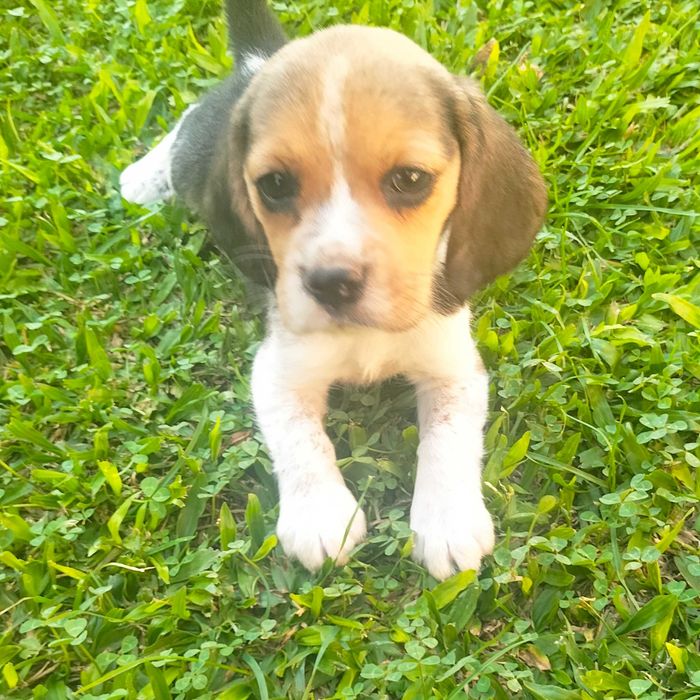 Beagle macho lindo