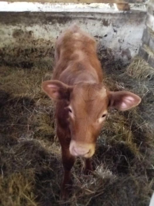 Byczki limousine i simental żeruny