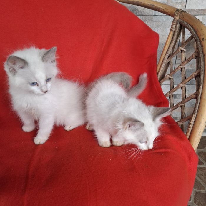 Ragdoll kocurek rodowód + wyprawka