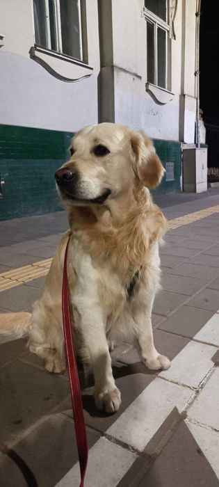 В'язка Золотистий Ретривер