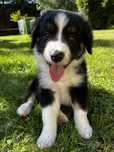 Border Collie piesek