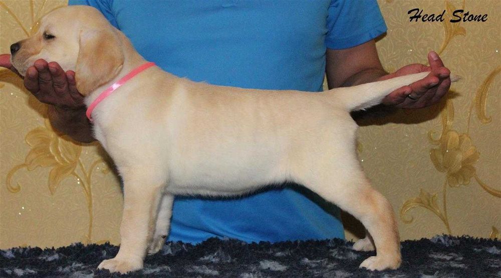 Лабрадор ретривер Щенки