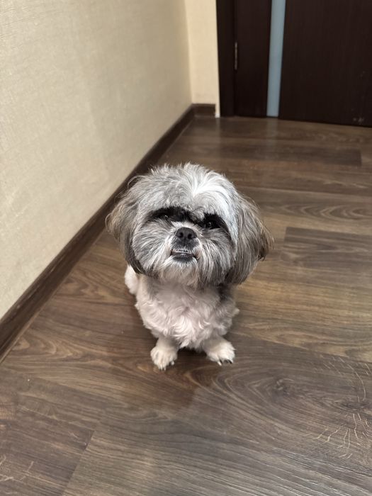 Продам собачку ши-тцу