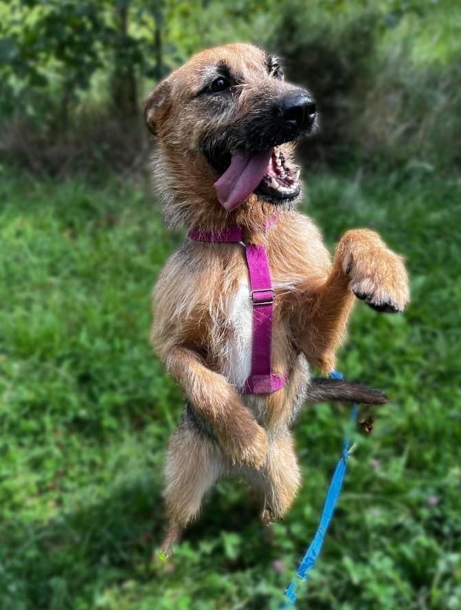 Prima do adopcji!